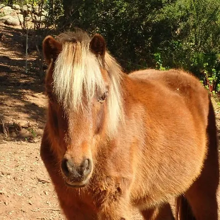 Domaine Lantana Vila Porto-Vecchio (Corsica)