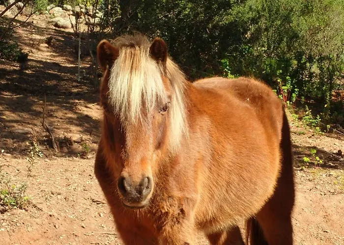 Lantana Vila Porto-Vecchio (Corsica)
