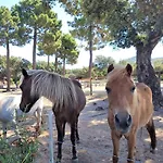 Domaine Lantana Villa Porto-Vecchio (Corsica)